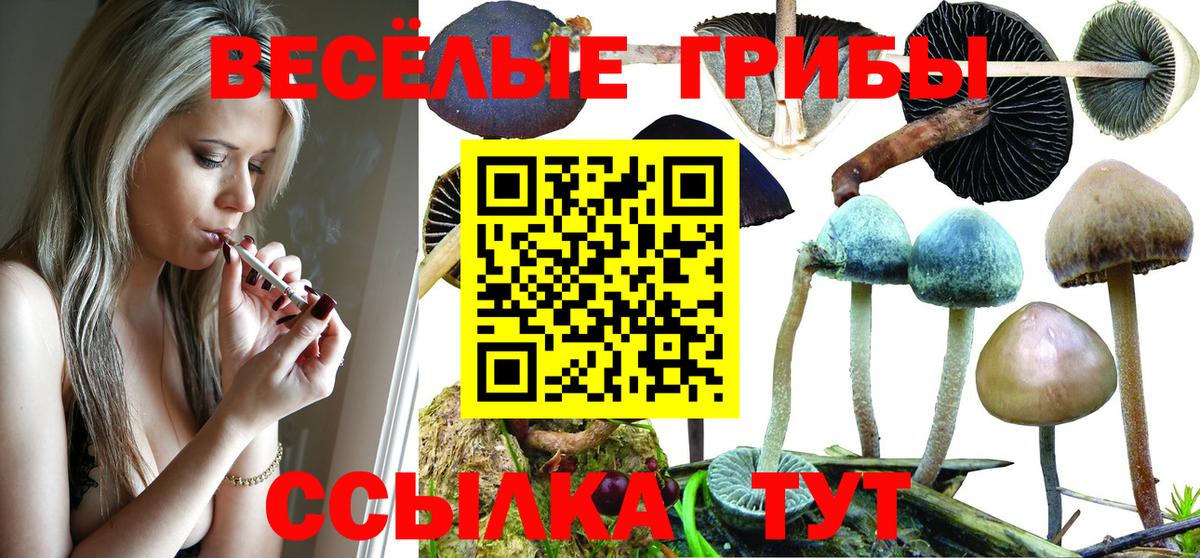 Галлюциногенные грибы Psilocybe Грязи